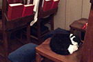 Cat sleeping on a seat in the Chapel