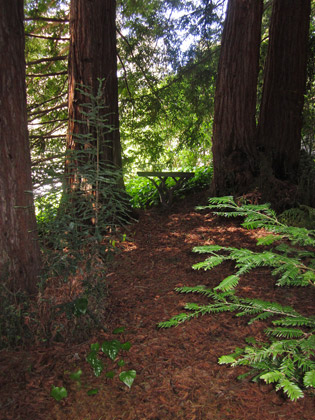 Chapel in the Redwoods