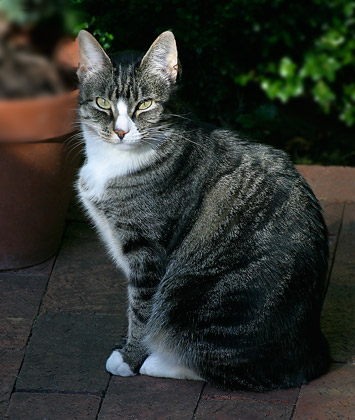 Sr. Mary Vespers of the Undercroft, Mother Superior
