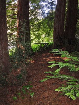 Redwood Grove
